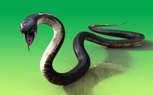rei cobra maior cobra venenosa do mundo - king cobra cobra snake india - fotografias e filmes do acervo