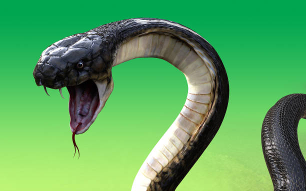 rey cobra serpiente venenosa más larga del mundo - cobra rey fotografías e imágenes de stock