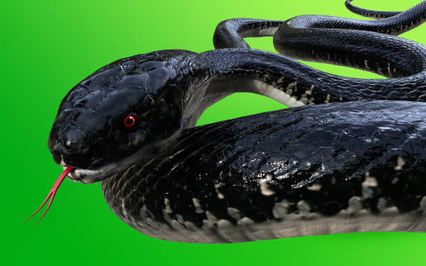 istock King Cobra The World's Longest Venomous Snake 886026622