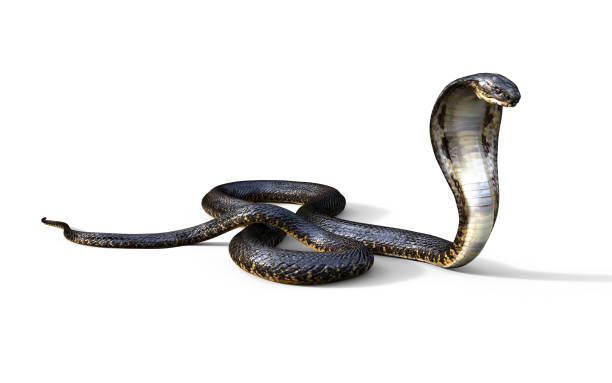 istock King Cobra The World's Longest Venomous Snake 886026628