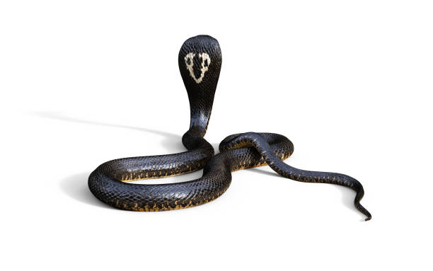 istock King Cobra The World's Longest Venomous Snake 886026648