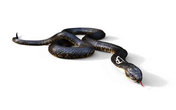 istock King Cobra The World's Longest Venomous Snake 886026672