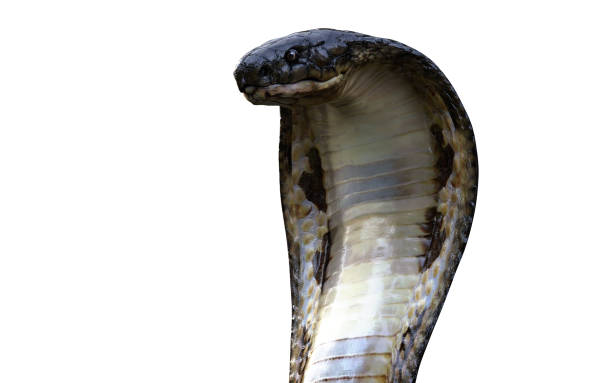 istock King Cobra The World's Longest Venomous Snake 886026678