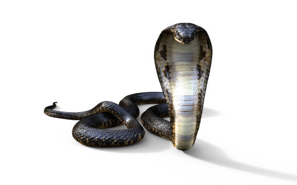 istock King Cobra The World's Longest Venomous Snake 886026680