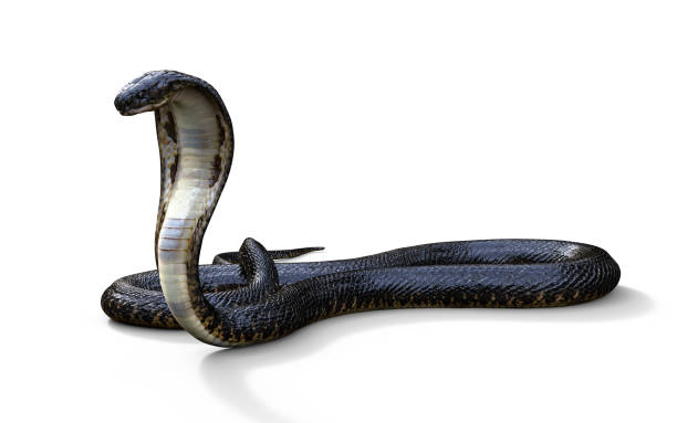 istock King Cobra The World's Longest Venomous Snake 886026686