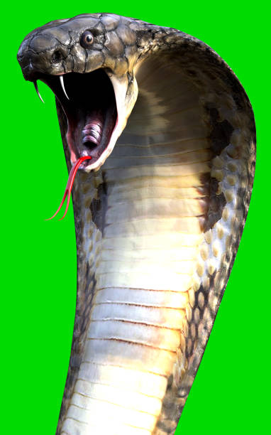 King cobra The world's longest venomous snake.