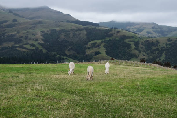 istock Alpaca, New Zealand 886026788