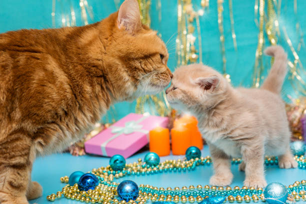 Calico kitten chewing on gold ribbon on present
