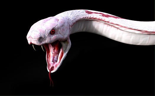 3d Albino king cobra snake isolated on black background, snake attack, cobra snake, 3D rendering, 3D illustration