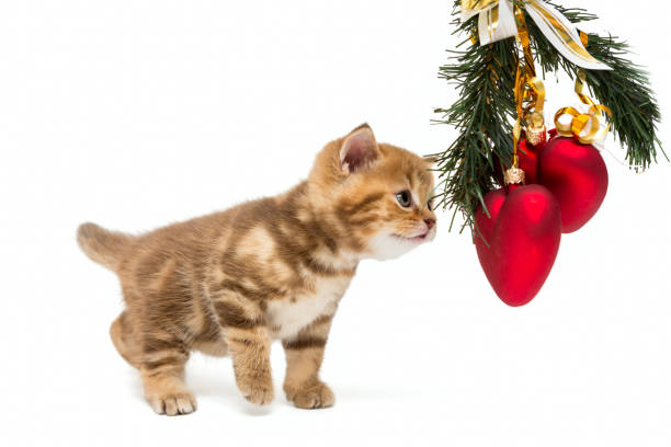 istock Small British kitten  and Christmas decorations 886029198