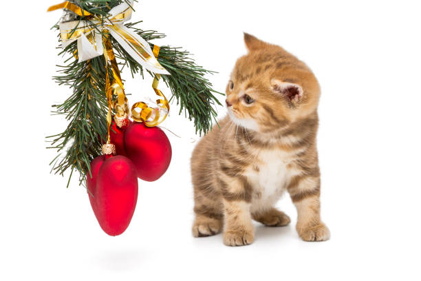 istock Small British kitten and Christmas decorations 886029828