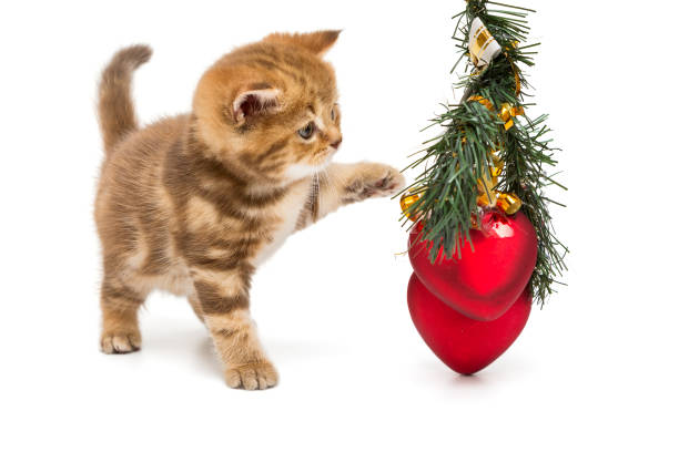 istock Small British kitten and Christmas decorations 886031242
