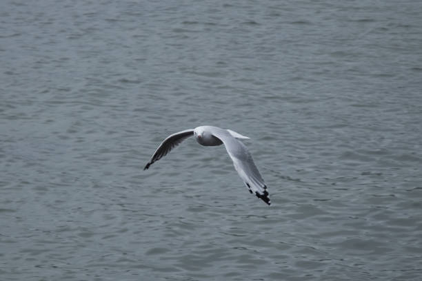 istock Seagull, New Zealand 886034656