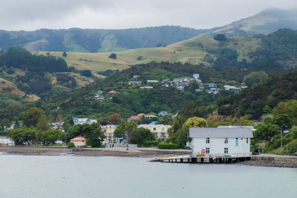 istock Alpaca, New Zealand 886035038