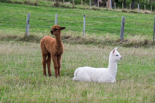 Environment of New Zealand is suitable for raise and tame Alpaca and Lama. These animals can be spotted all around the country especially in South Island of New Zealand .