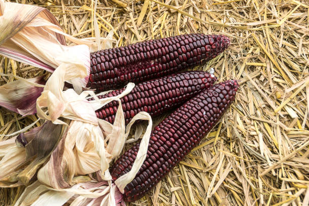 istock Purple waxy Corn on Straw,Organic seeds 886038884