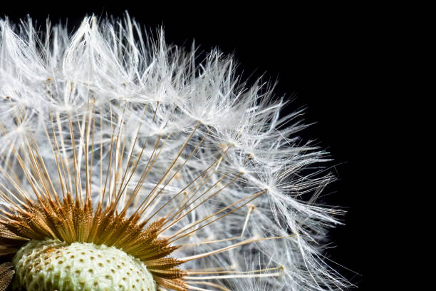 istock Bloomed dandelion on a black background close up. 886043398