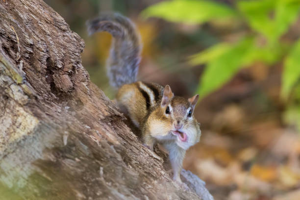 eastern chipmunk - chipmunk imagens e fotografias de stock