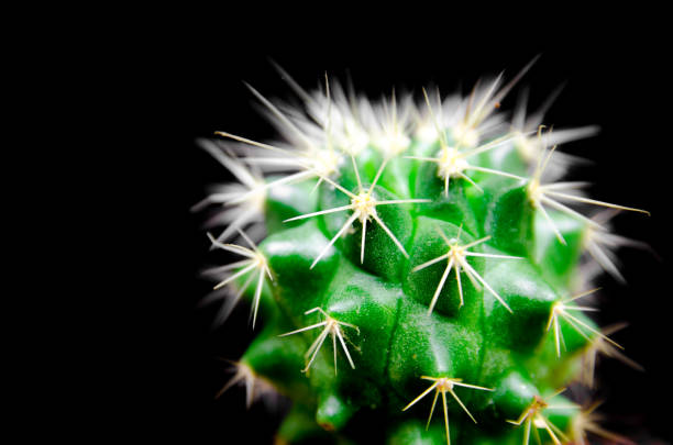 istock close up of green cactus on black isolated 886046162
