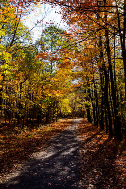 istock Colorful Canadian fall in Mont-Saint-Bruno National Park 886059682
