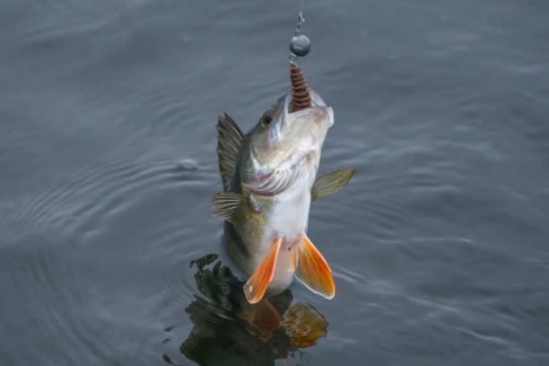 istock Perch fish trophy caught in water. Fishing background 886059688