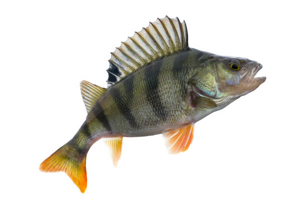 istock Perch fish trophy isolated on white background. Perca fluviatilis 886059740