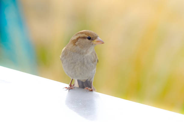 istock A Sparrow, New Zealand 886059906
