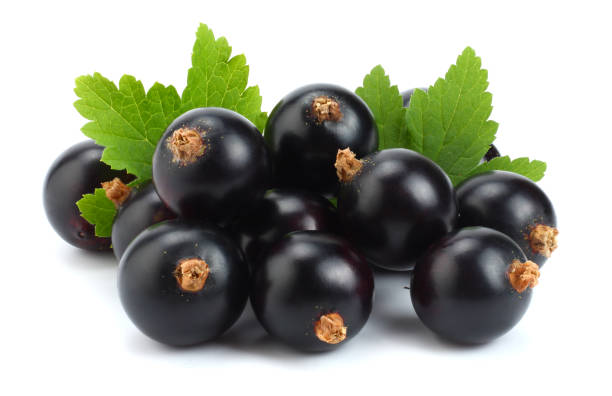 istock black currant with green leaf isolated on white background 886065060