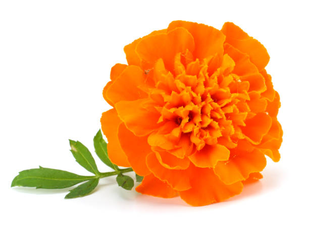 istock Orange Marigold flower (Tagetes erecta, Mexican marigold, Aztec marigold, African marigold) Tagetes erecta flower isolated on white 886065104