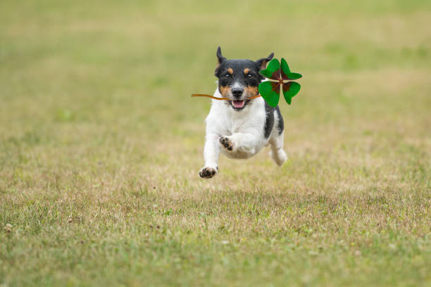 jack russell terrier - bringing luck in the form of a four-leaf clover - four leaf clover clover luck leaf imagens e fotografias de stock