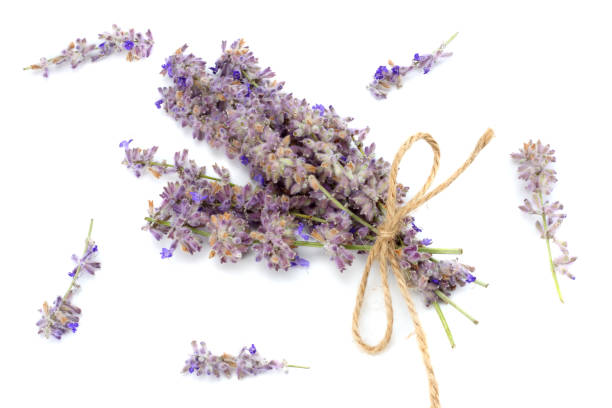 istock lavender isolated on a white background. close up 886068992