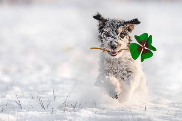 jack russell terrier - bringing luck in the form of a four-leaf clover - new year's eve with snow - four leaf clover clover luck leaf imagens e fotografias de stock