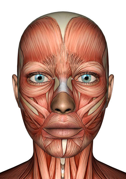 istock 3D rendering female anatomy figure with muscles maps on white 886069270
