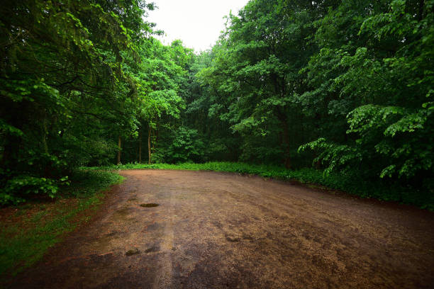 istock Gravel road in a summer forest after a rain 886069526
