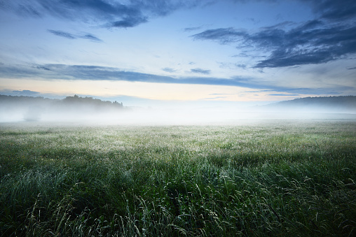 Green rural field covered with morning fog