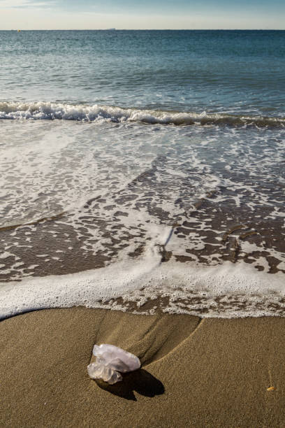 istock Jellyfish in the beach. 886074420