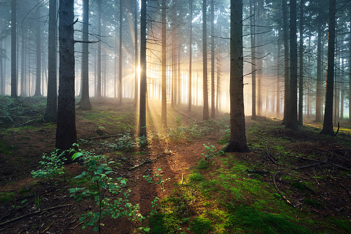 Sun rays in a dark misty forest. Osnabruck, Gemany