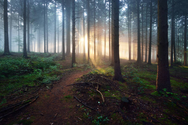 istock Overgrown path in a dark misty forest with sun rays. Osnabruck, Germany 886074668