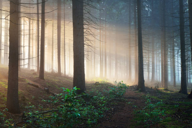 istock Sun rays in a dark misty forest. Osnabruck, Gemany 886074726