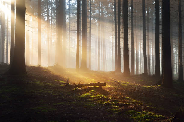 istock Tree silhouettes in a dark misty forest. Osnabruck, Germany 886075070