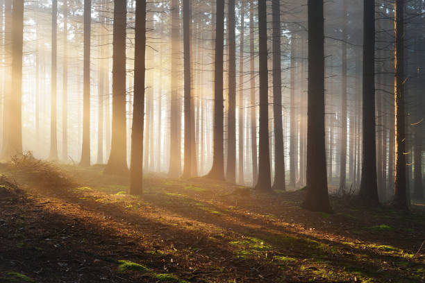 istock Tree silhouettes in a dark misty forest. Osnabruck, Germany 886075082