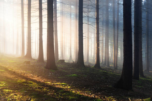 istock Tree silhouettes in a dark misty forest. Osnabruck, Germany 886075106