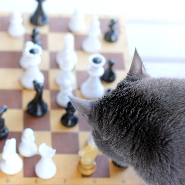 istock gray queen starts his game 886084214