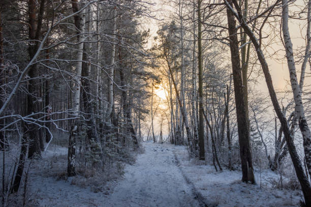 istock Winter road in the snowy forest 886084530