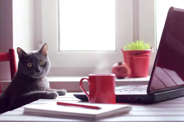 Pensive cat sitting at the table with laptop and red cup