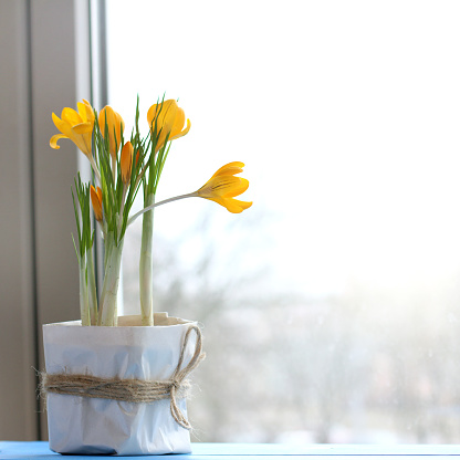 Gift box with flowers of flowering crocus on the window background