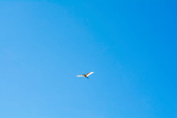 istock Birds fly in the sky at a distance. 886097598