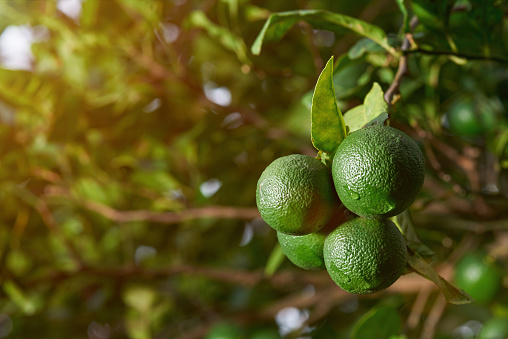 Green limes on natural background. Limes growing on blurred tree background