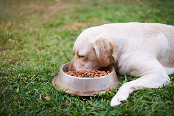 istock Side view of labrador eating 886107276
