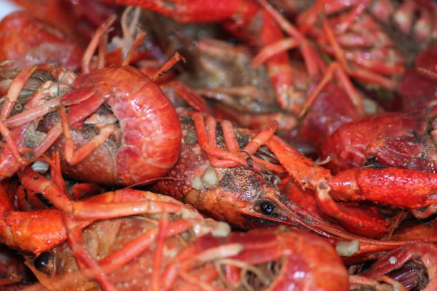 Crayfish New Orleans Louisiana crayfish. anthropoda stock pictures, royalty-free photos & images